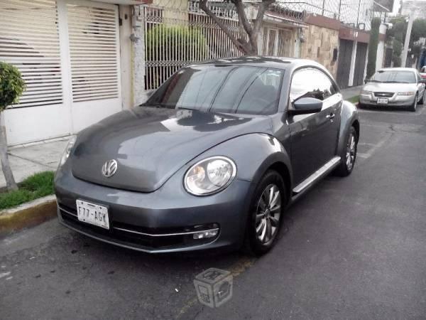 Bonito beetle cuidado -12